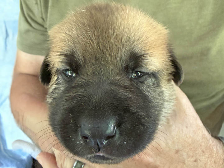 chinook puppy